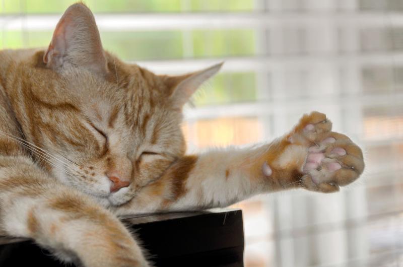 245891-800x530r1-polydactyl-cat-sleeping.jpg