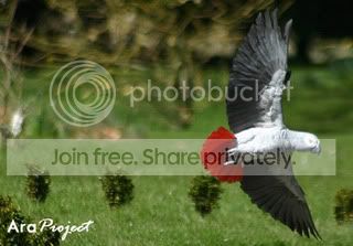 Cumbria-free-flight-grey.jpg