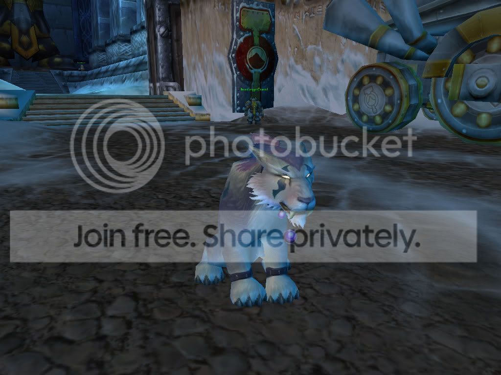 koolkat2.jpg
